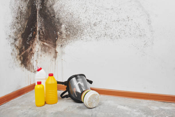 Best Office Mold Removal Services  in Doney Park, AZ