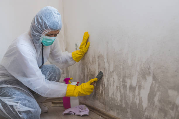Mold Removal Process in Doney Park, AZ