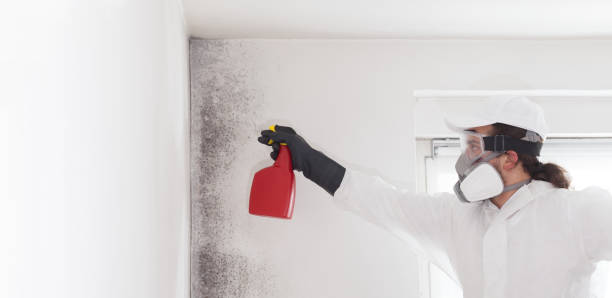 Best Local Mold Removal Service  in Doney Park, AZ