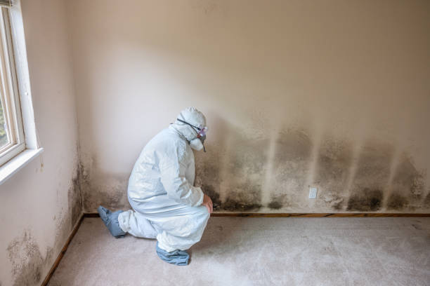 Best Local Mold Removal Service  in Doney Park, AZ