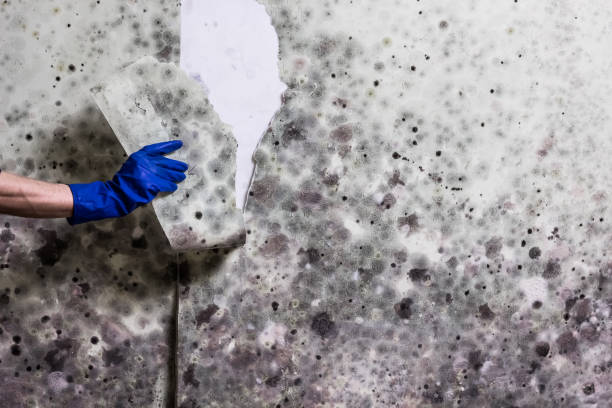 Best Black Mold Removal  in Doney Park, AZ