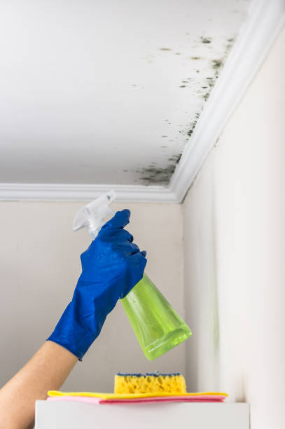 Best Mold Damage Repair  in Doney Park, AZ